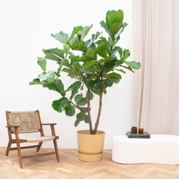 Green Bubble - Ficus Lyrata vertakt XXXL - 250cm - Ø50 cm, Ophalen of Verzenden
