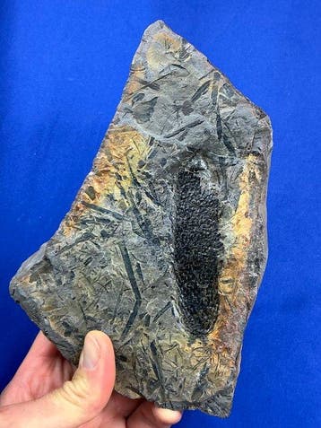 Prachtige carboniferous-kegel - Gefossiliseerde plant -