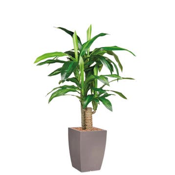 Dracaena Fragans kunstplant, H120cm, Ophalen of Verzenden, Overige soorten, 100 tot 150 cm