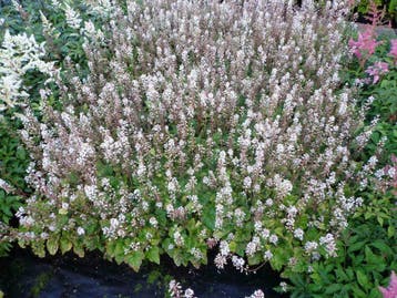 Tiarella cordifolia / wherryi schuimbloem, P9 bodembedekkers, Bodembedekkers, Vaste plant, Ophalen of Verzenden, Volledige schaduw