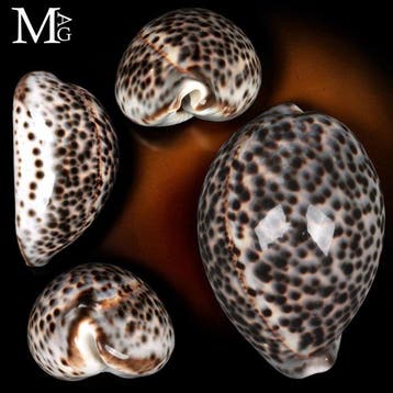 Special Colour - crème - Blauwe Collector Shell - 108,5 mm, Nieuw