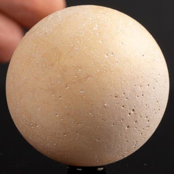 Fossiel ei van een uitgestorven schildpad - Gefossiliseerd