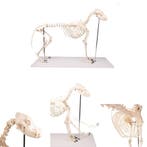 Anatomie model skelet hond Boris, 90x16x65 cm, Nieuw