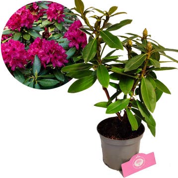 Rhododendron Polarnacht Donkerpaarse bloemen +, Verzenden