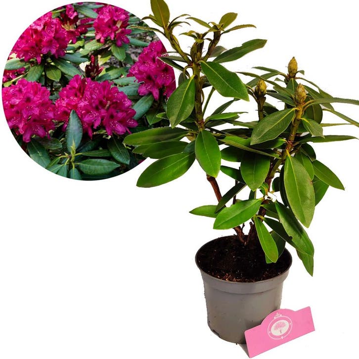 Rhododendron Polarnacht Donkerpaarse bloemen +, Tuin en Terras, Planten | Tuinplanten, Verzenden