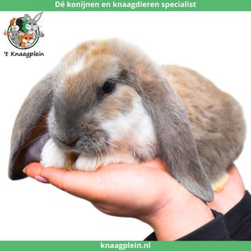 Tamme Franse Hangoren te koop! Gevaccineerd en Gecastreerd., Dieren en Toebehoren, Meerdere dieren, Groot, Hangoor, 0 tot 2 jaar