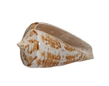 Zeeslak GEM  Skelet - Conus amadis - der Nachtjäger  - 0, Nieuw