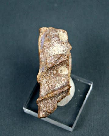 Spinosaurus - Fossiel onderkaakbot - Mandíbula (premaxilar)