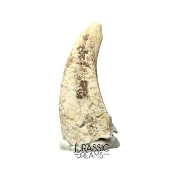 Uiterst zeldzame ornithocheiride pterosauriërklauw —