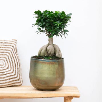 Green Bubble - Ficus Microcarpa Ginseng - 40cm - Ø14 cm, Ophalen of Verzenden