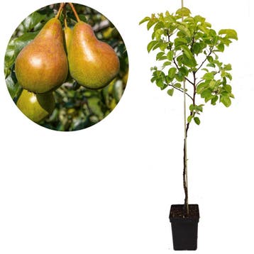 Stoofpeer Pyrus communis Gieser Wildeman + Pot, Tuin en Terras, Verzenden, Volle zon