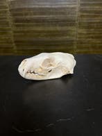 Vismarter Schedel Taxidermie Opgezette Dieren By Max, Ophalen of Verzenden, Nieuw, Wild dier, Opgezet dier