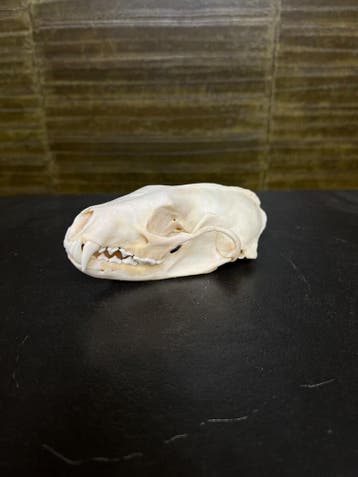 Vismarter Schedel Taxidermie Opgezette Dieren By Max, Ophalen of Verzenden, Nieuw, Wild dier, Opgezet dier