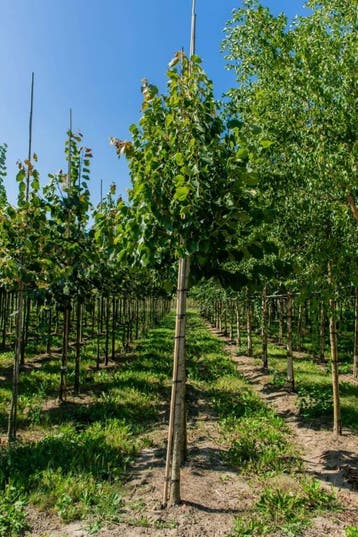 Tilia henryana hoogstam 12/14, Tuin en Terras