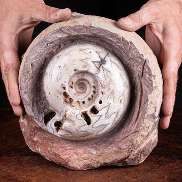 Extreem zeldzaam fossiel exemplaar - Ammoniet Metalegoceras