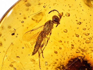 Hymenoptera-inclusie in Birmese barnsteen - Barnsteen