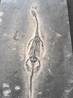Zeereptiel - Gefossiliseerd dier - Keichousaurus - 29.8 cm -
