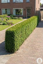 Thuja Occidentalis Smaragd 180-200 cm - Pot