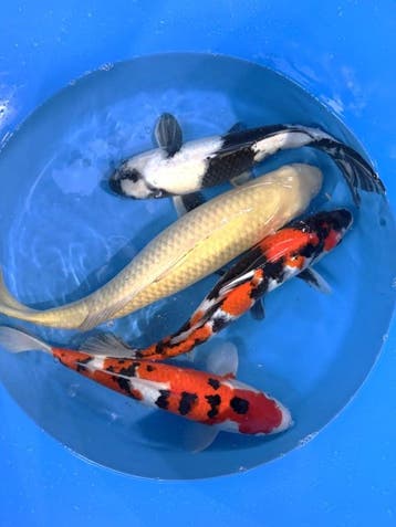 Hirasawa Marusei 45-55cm (Japanse Koi), Karper of Koi