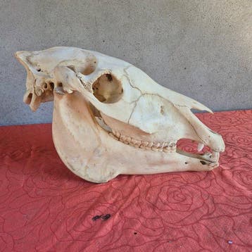 Ezel Schedel - Equus asinus - gros crâne complet dun