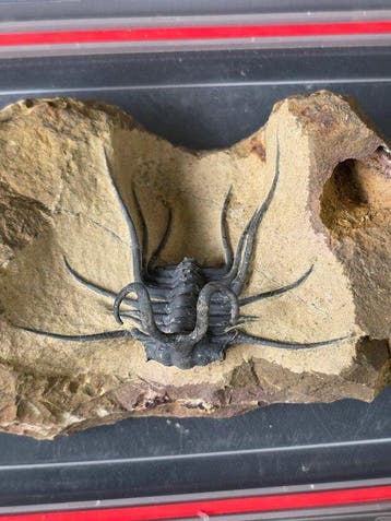 Trilobiet - Gefossiliseerd dier - Dicranurus Trilobite - 12