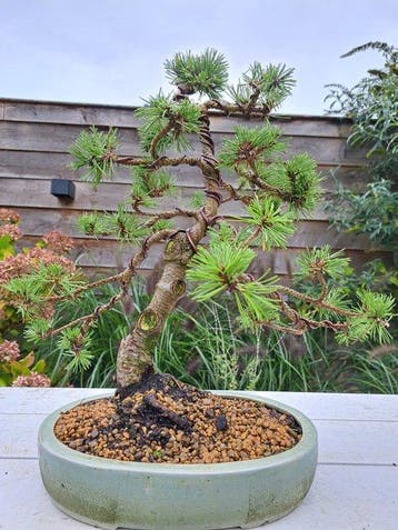 Den bonsai (Pinus) - Hoogte (boom): 40 cm - Diepte (boom):