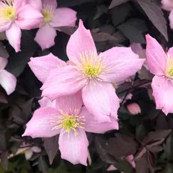 Clematis Tetrarose container (C2) Sierplanten, Roze, Lila, Tuin en Terras, Verzenden, Overige soorten, Struik