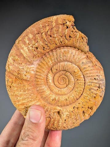 Ammoniet - Gefossiliseerde schelp - Perisphinctes sp. - 14