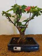 Bougainvillea bonsai (Bougainvillea glabra) - Hoogte (boom):