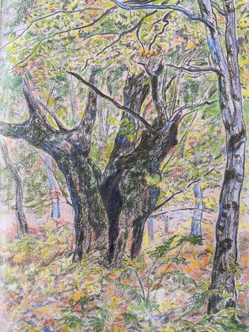 Paul Élie Ranson (1862-1909) - Sous-bois aux fougères /