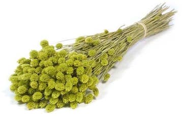 Phalaris Groen droogbloemen, Ophalen of Verzenden, Nieuw