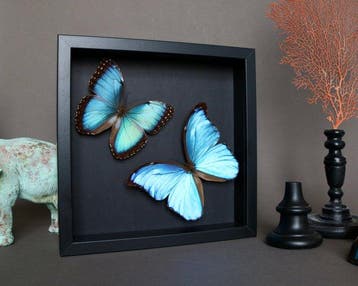 Vlinder Taxidermie volledige montage - Morpho didius x