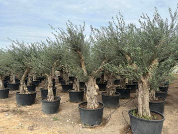 Olijfbomen met grillige stammen te koop!!!!!! (Olijfboom), Ophalen of Verzenden, 100 tot 250 cm, Olijfboom, Zomer