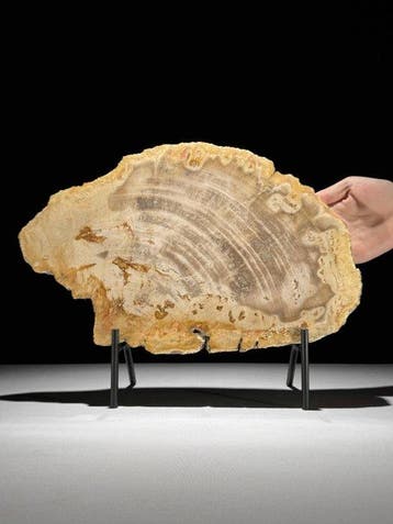 Prachtige snede van versteend hout op een op maat gemaakte