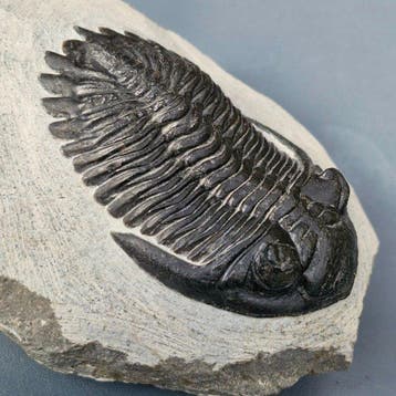 Trilobiet - Gefossiliseerd dier - Hollardops mesocristata -