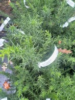 gaspeldoorn , Ulex europaeus inheems in P9 pot, Overige soorten, Volle zon, Vaste plant, Ophalen of Verzenden