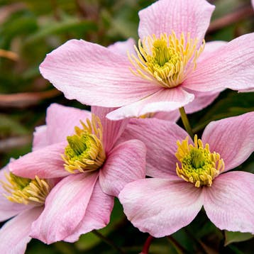 Clematis Montana Rubens Sierplanten, Roze, Verzenden, Overige soorten, Struik, 100 tot 250 cm
