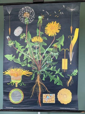 Löwenzahn - Jung Koch Quentell, Paardenbloem 1969 -