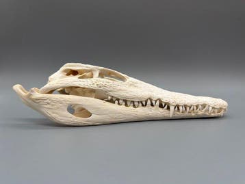 Nijlkrokodil Schedel - Crocodylus niloticus - 7 cm - 11 cm -