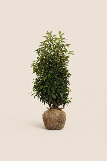 Portugese laurier | Wintergroene haagplanten, Ophalen of Verzenden, Laurier, Haag, 100 tot 250 cm