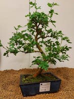 Bonsai tree - Morus - Hoogte (boom): 37 cm - Diepte (boom):, Antiek en Kunst