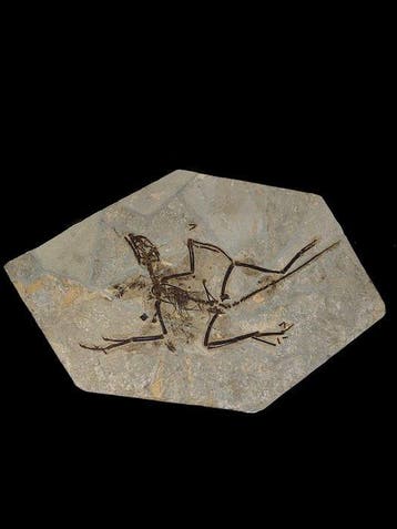 Gefossiliseerd dier - Anchiornis-With natural feathers - 46