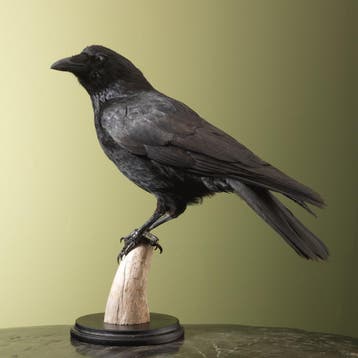 Zwarte Kraai Taxidermie Opgezette Dieren By Max, Ophalen of Verzenden, Nieuw, Vogel, Opgezet dier