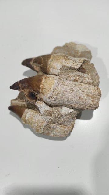 Mosasaurus - Gefossiliseerde kaak - Diente fósil - 13.5 cm -, Verzamelen, Mineralen en Fossielen
