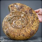 ammoniet Tijdgetuige van de oerzeeën – Monumentale ammoniet