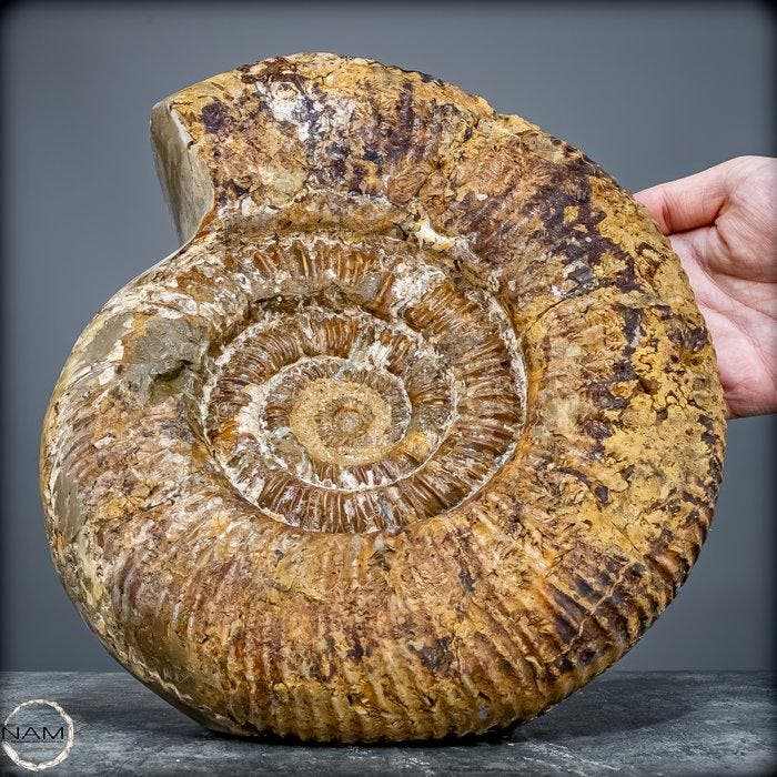 ammoniet Tijdgetuige van de oerzeeën – Monumentale ammoniet, Verzamelen, Mineralen en Fossielen