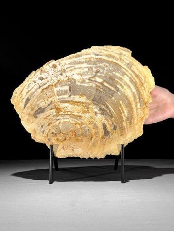 Prachtige snede van versteend hout op een op maat gemaakte