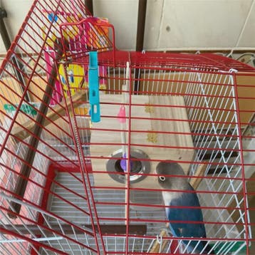 Houten Nestkast voor Parkieten en Kaketoes - Gemakkelijk Sch, Verzenden, Nieuw