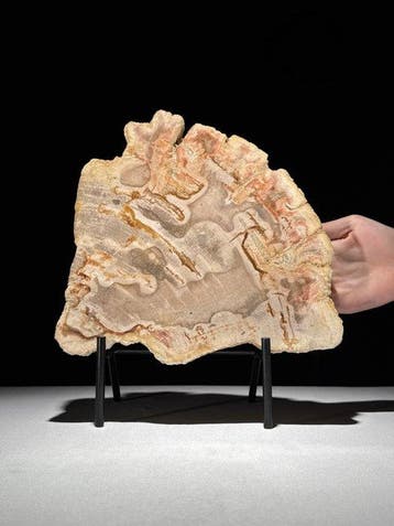 Prachtige plak versteend hout op een op maat gemaakte