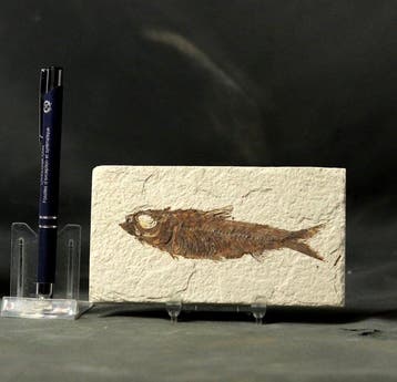 Uitstekende fossiele vis - - Gefossiliseerd dier - Knightia